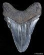 Bargain Georgia Megalodon Tooth #2721-2